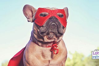 9 Ways To Be An Environmentally Friendly Dog Owner