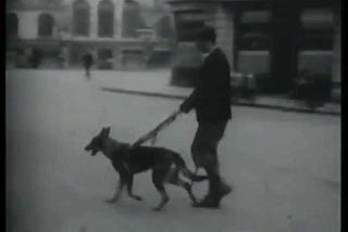 Buddy: The First Seeing Eye Dog and how service dogs evolved.