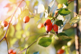 Image of red autumn berries in sunlight