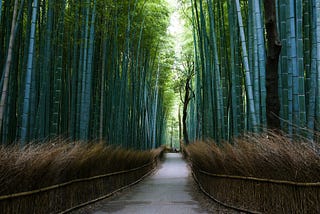 Is It Worth It?: Arashiyama Bamboo Forest