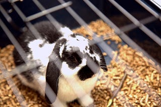 Rabbit in a multi level rabbit cage