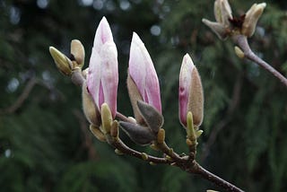 Pale pink buds of an unknown flower.