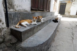 The Cats of Zanzibar