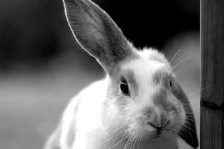 The Tale of the Floppy-Eared Rabbits