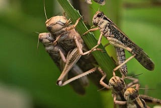 Grasshoppers — The Dr. Jekyll and Mr. Hyde of Insects