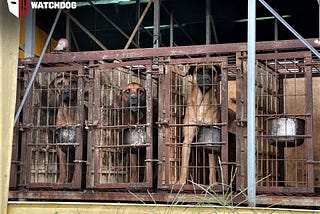 Update on the Dog Meat Discussion Committee (6/26/2022)