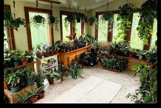 Bring the Outdoors In with Hanging House Plants for Low Light