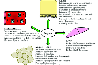 Role of Butyrate in maintaining our gut health