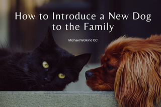 How to Introduce a New Dog to the Family