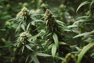 Top 10 Autoflowering Cannabis Strains