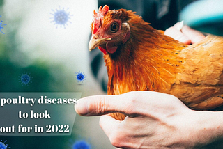 3 poultry diseases to look out for in 2022