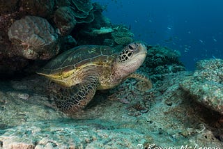 The Sea Turtle Foundation