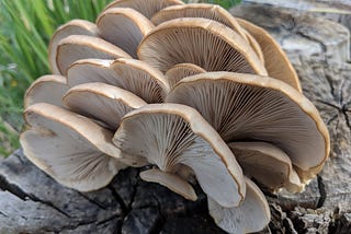 Unlocking the Wonders of Oyster Mushrooms: A Deep Dive into Their Nutritional Riches and Health…