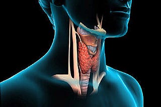 The Thyroid Factor Review- Just another fat loss program?