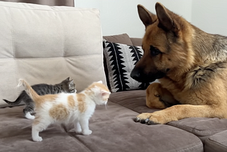 Kittens Crawl To German Shepherd And Launch An Attack