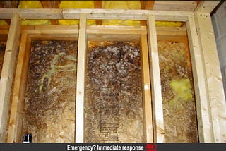 Acceptable Mold Spores Levels in Air Test Results