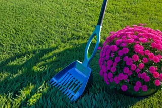 Lawn Love: When to Apply 10-10-10 Fertilizer for Best Results