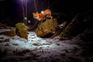 How to Build a DIY Camera Trap for Amazing Wildlife Photography
