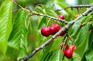 Health Benefits Of Cherries