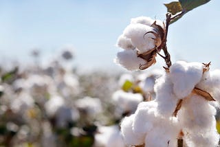 COTTON AND POLYESTER; The Environmental Issues associated with their production and wear, and…