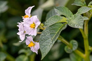 In vitro propagation and shootlets assessment for drought and salinity tolerance of traditional…
