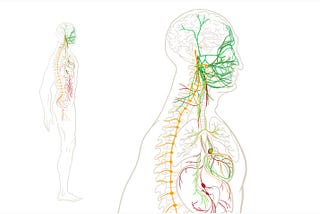 How Your Nervous System Works