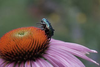 A rose chafer covered in raindrops feasting on the purple coneflower.