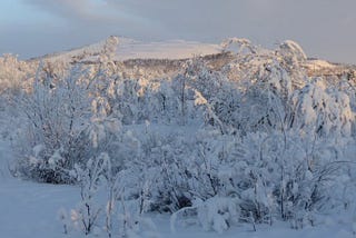 A landscape photo of snow covered trees in Scandinavian Lapland.