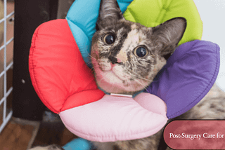 How to Care for Your Cat After Surgery