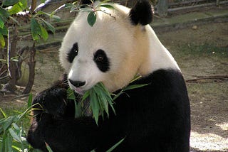 Panda Cosmetic Surgery Uncovered!
