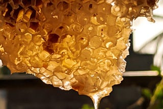 Honey dripping from honeycomb