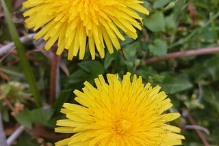 Why you Should Put Dandelions in Your Salads and Skincare