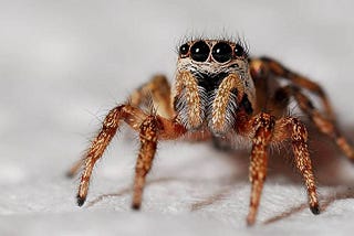 The Spider Spirit Animal and its Manifestation In Your Life