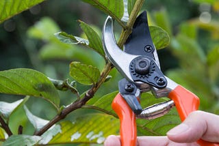 Hand holding garden tool pruning a branch