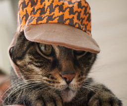 Image of a real cat with a hat