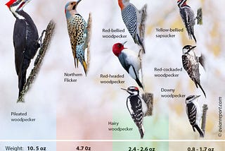 The Woodpecker Forest