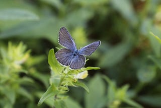 Small blue-purple butterfly on green foliage