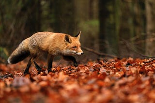 The Quick Brown Fox