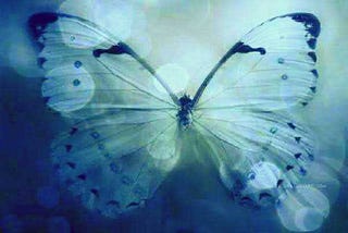 How To Live The Lesson of The Butterfly Story