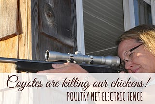 Electric chicken fence saved our hens from a pack of coyotes!