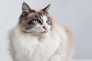 Do Ragdoll Cats Shed a Lot?