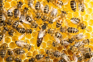 What Bees are Teaching us about the Human Brain