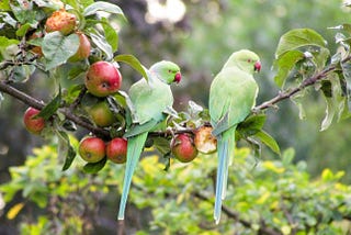 Pets or Pests: Parakeets in London
