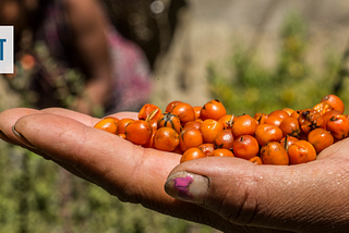 Educating the Next Generation of Military Leaders on Food Security