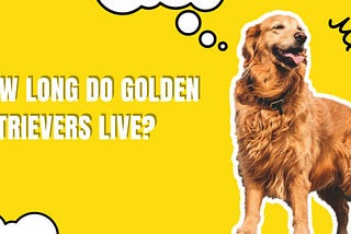 How Long do Golden Retrievers Live?