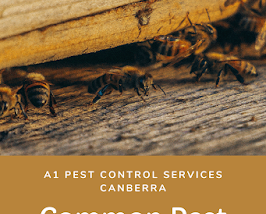 Termite Inspections and Treatment