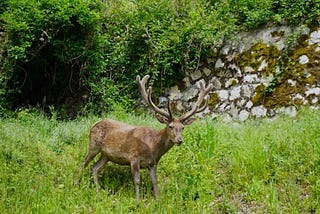 Parco Nazionale d’Abruzzo Lazio e Molise: escursioni tra orsi e cervi