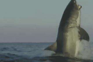 Video of The Biggest Shark Ever Leaves News Anchor Speechless