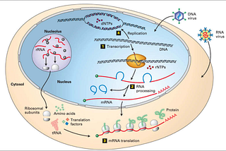 No, Really, mRNA Vaccines Are Not Going To Affect Your DNA