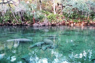 The Best Natural Springs In Florida To Visit This Summer